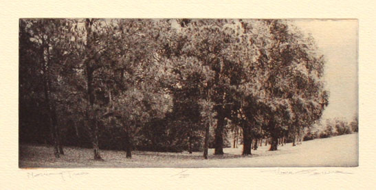 Thom O'Connor Morning Trees