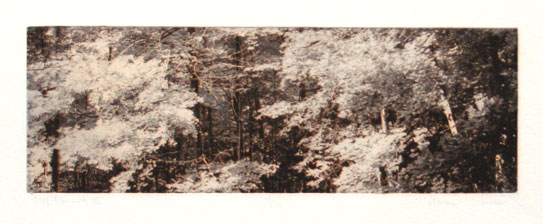 Thom O'Connor My Forest III